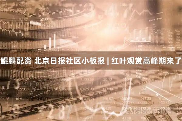 鲲鹏配资 北京日报社区小板报 | 红叶观赏高峰期来了