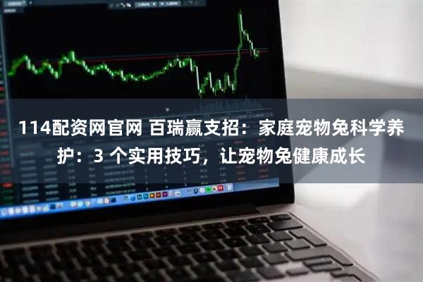 114配资网官网 百瑞赢支招:家庭宠物兔科学养护:3 个实用技巧,让宠物兔健康成长